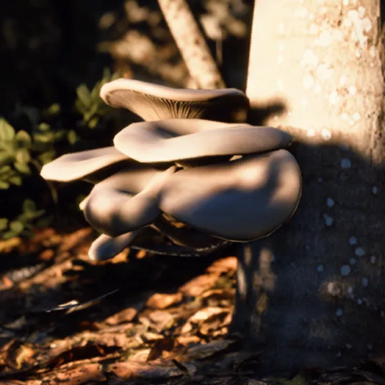 Trial card art for Harvest Plants: a cluster of pale oyster mushrooms growing from the side of a tree in low sunlight