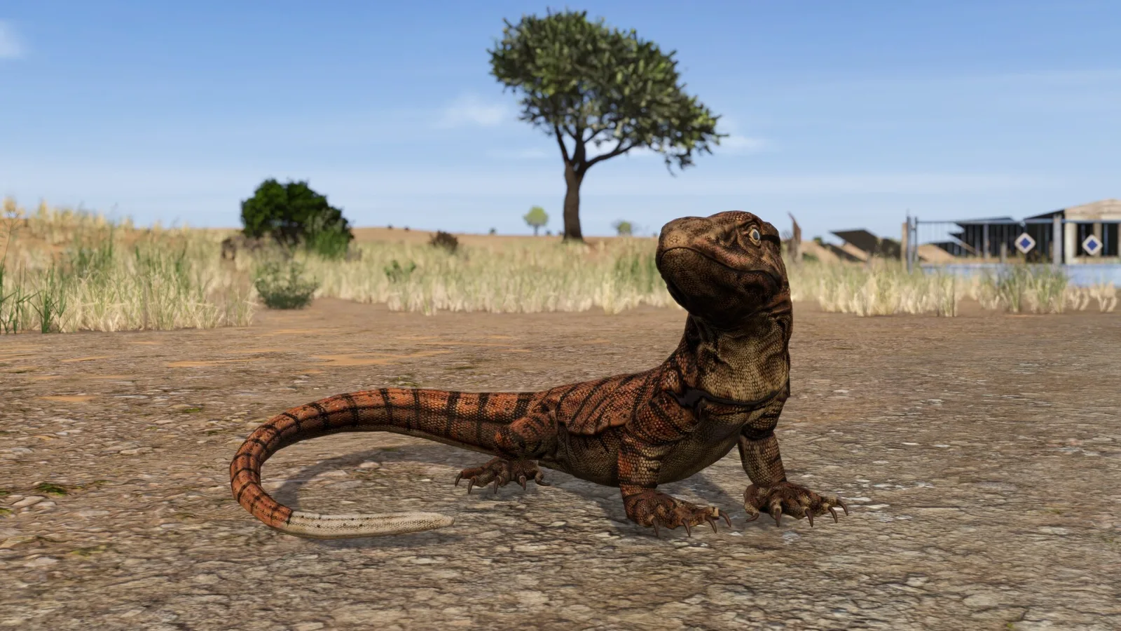 A desert monitor lizard stands on a dirt road with dry grass and a lone tree behind it