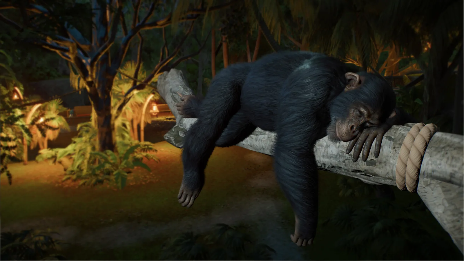 A chimpanzee sleeps stretched along a thick branch in a dim forest habitat