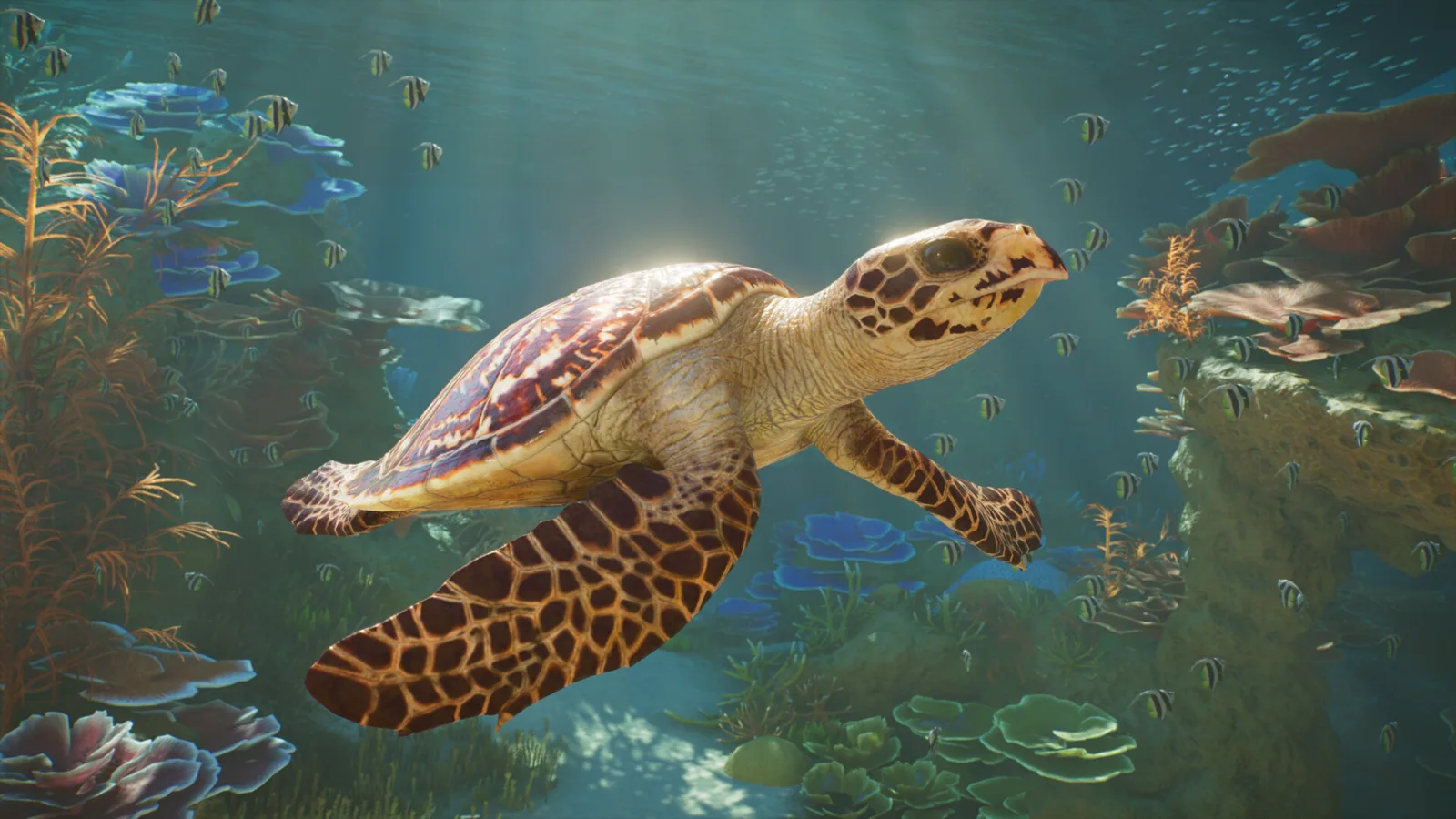 A sea turtle with a patterned shell swims over coral with small fish in the background